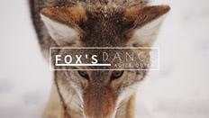 Fox YouTube banner